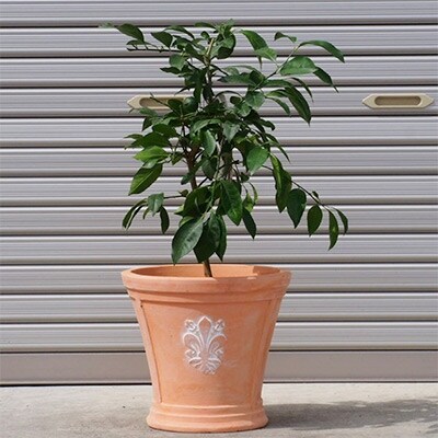 姫レモンの木　鉢植え(テラコッタ鉢)
