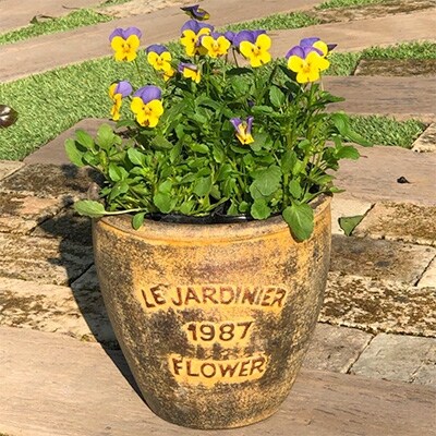 ビオラの鉢植え アンティーク調塗鉢 お礼品詳細 ふるさと納税なら さとふる