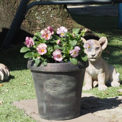 ビオラの鉢植え(アンティーク調塗鉢)