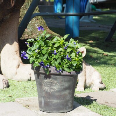 ビオラの鉢植え(アンティーク調塗鉢)
