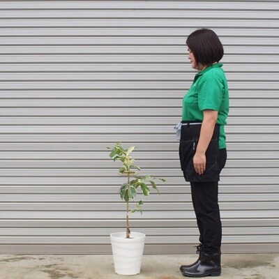 斑入りレモン ピンクレモネード の鉢植え 白プラ鉢 お礼品詳細 ふるさと納税なら さとふる