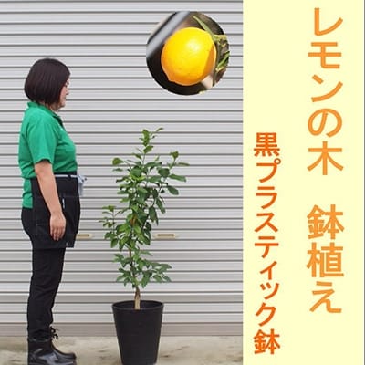 レモンの木鉢植え 黒プラステック鉢 27cm お礼品詳細 ふるさと納税なら さとふる