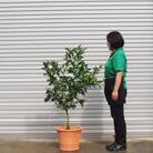 レモンの木鉢植え(6年生大苗)テラコッタ鉢40cm
