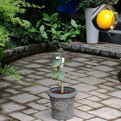 レモンの木鉢植え(アンティーク風鉢 27cm) | 福岡県朝倉市
