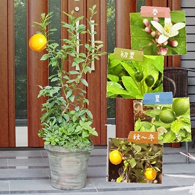 大きめサイズのレモンとハーブの寄せ植え(アンティーク風テラコッタ鉢)