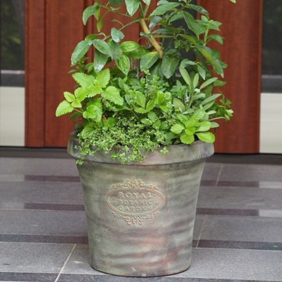 大きめサイズのレモンとハーブの寄せ植え(アンティーク風テラコッタ鉢)