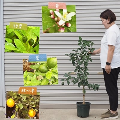 大きめサイズ レモンの木マイヤーレモン(緑プラ鉢) 樹高:1m内外