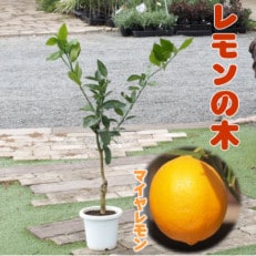 レモンの木(苗木)　1本