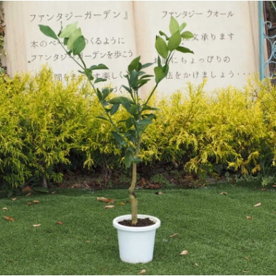 レモンの木(苗木)　1本