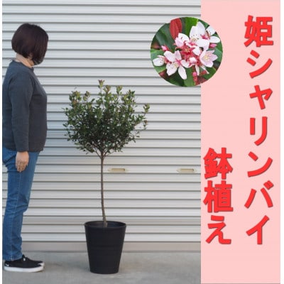 姫シャリンバイの鉢植え(スタンダート仕立て)黒プラスティック鉢27cm
