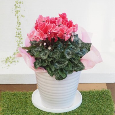 シクラメン　花色(赤・ピンク系)　陶器鉢カバー付き