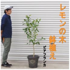 レモンの木鉢植え(大きめサイズ) 品種:ビアフランカ(アンティーク風テラコッタ鉢35cm)