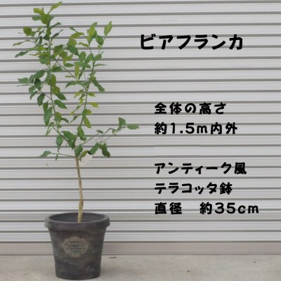 レモンの木鉢植え(大きめサイズ) 品種:ビアフランカ(アンティーク風テラコッタ鉢35cm)