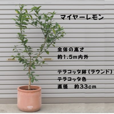 レモンの木鉢植え(大きめサイズ)品種:マイヤーレモン(ラウンド型テラコッタ鉢33cm・テラコッタ色)