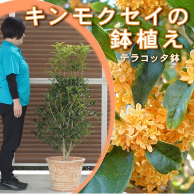 大きいサイズ　キンモクセイ鉢植え(テラコッタ鉢　直径約40cm)