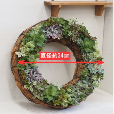 ビックサイズ・多肉植物のサークルハンギング(直径約34cm)