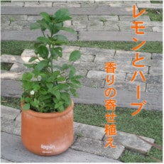 レモンとハーブ 香りの寄せ植え(ラウンド型テラコッタ鉢25cm)