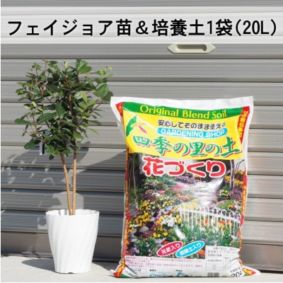フェイジョア苗と培養土1袋(20L)セット