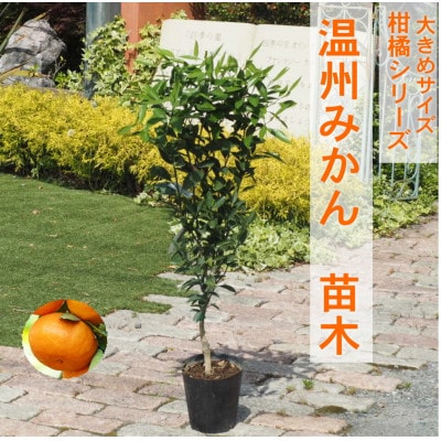 大きめサイズ　温州みかん　苗木　1本