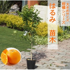 大きめサイズ　はるみ　苗木　1本