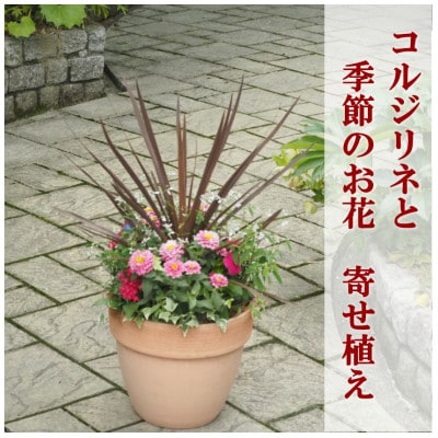 シャープでスタイリッシュな銅葉のコルジリネと季節のお花寄せ植え