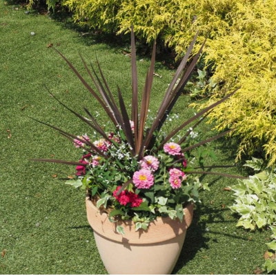 シャープでスタイリッシュな銅葉のコルジリネと季節のお花寄せ植え