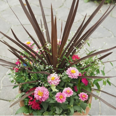シャープでスタイリッシュな銅葉のコルジリネと季節のお花寄せ植え