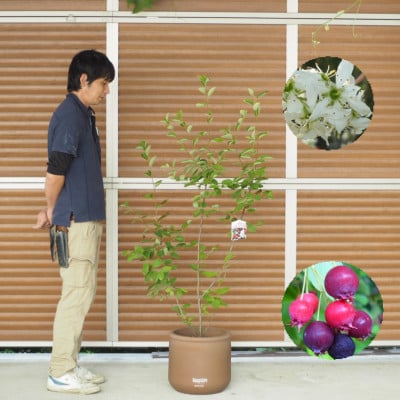 花・実・紅葉　一年楽しめる、人気のジューンベリーの鉢植え(ラウンド型テラコッタ鉢33cm)