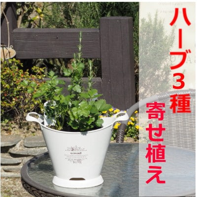 摘み取って使う新鮮ハーブ3種の寄せ植え(プラ鉢:ホワイト)