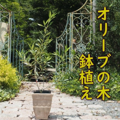オリーブの木鉢植え(アンティークテラコッタ鉢21cm)
