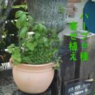 ハーブ6種寄せ植え(つぼ丸型鉢25cm)