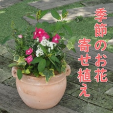 季節のお花寄せ植え 花色:赤・ピンク系(つぼ丸型25cm)