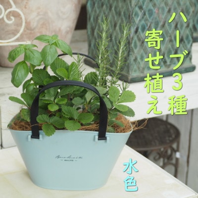 バスケット風鉢がおしゃれ。摘み取って使う新鮮ハーブ3種の寄せ植え(プラ鉢:水色)