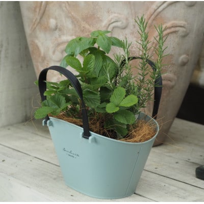 バスケット風鉢がおしゃれ。摘み取って使う新鮮ハーブ3種の寄せ植え(プラ鉢:水色)