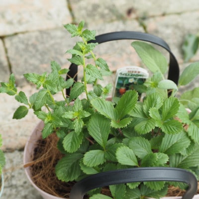 バスケット風鉢がおしゃれ。摘み取って使う新鮮ハーブ3種の寄せ植え(プラ鉢:水色)