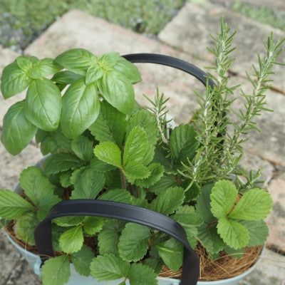 バスケット風鉢がおしゃれ。摘み取って使う新鮮ハーブ3種の寄せ植え(プラ鉢:水色)