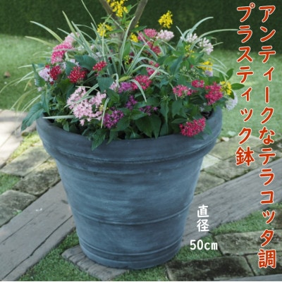 大きいサイズ　レモンの木と季節のお花寄せ植え