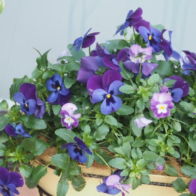キリン型のアイアン鉢　ビオラ・パンジーの寄せ植え