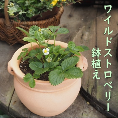 「幸せを運ぶ」と呼ばれているワイルドストロベリーの鉢植え(つぼ丸18)