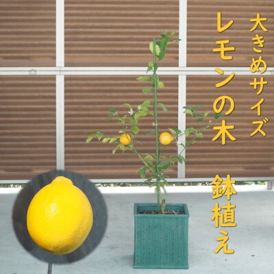 大きめサイズレモンの木鉢植え(アンティーク角鉢:グリーン　32cm)