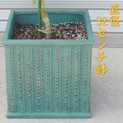 大きめサイズレモンの木鉢植え(アンティーク角鉢:グリーン　32cm)