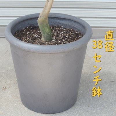 大きいサイズ　レモンの木鉢植え(陶器鉢グレー直径38cm)