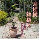 月桂樹の鉢植え(つぼ型鉢)