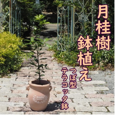 月桂樹の鉢植え(つぼ型鉢)