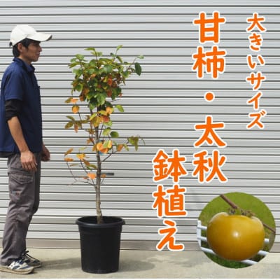 大きいサイズ　甘柿・太秋の鉢植え
