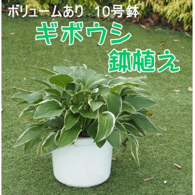 ギボウシ鉢植え(10号鉢)