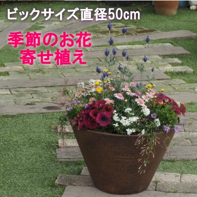 ビッグサイズ　季節のお花寄せ植え　直径50cmの鉢に季節のお花を植え込みました。