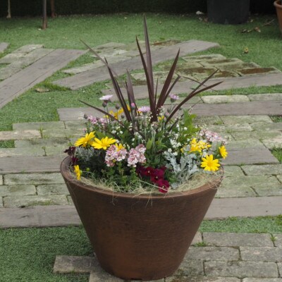 ビッグサイズ　季節のお花寄せ植え　直径50cmの鉢に季節のお花を植え込みました。