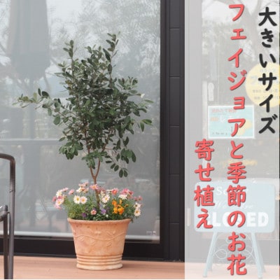 フェイジョアと季節のお花寄せ植え(オリーブ柄テラコッタ鉢、直径40cm)