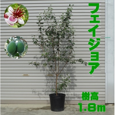 フェイジョア 樹高:1.8m内外 1本